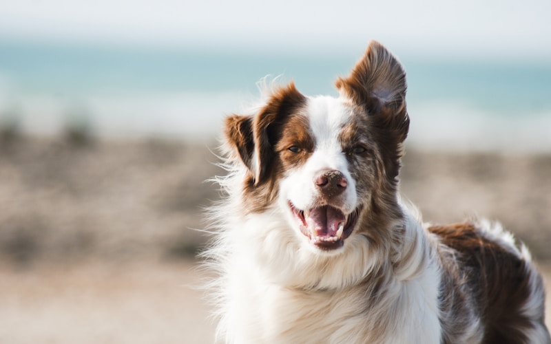 10 Essential Tips for First-Time Puppy Owners
