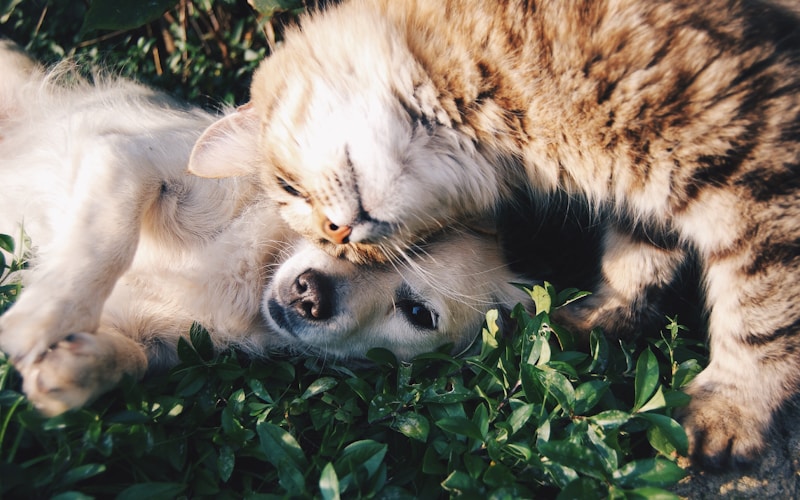 Caring for Your Senior Pet: What Changes as They Age