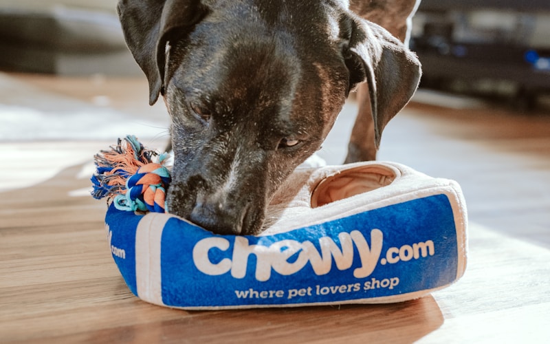 DIY Enrichment Toys for Dogs and Cats