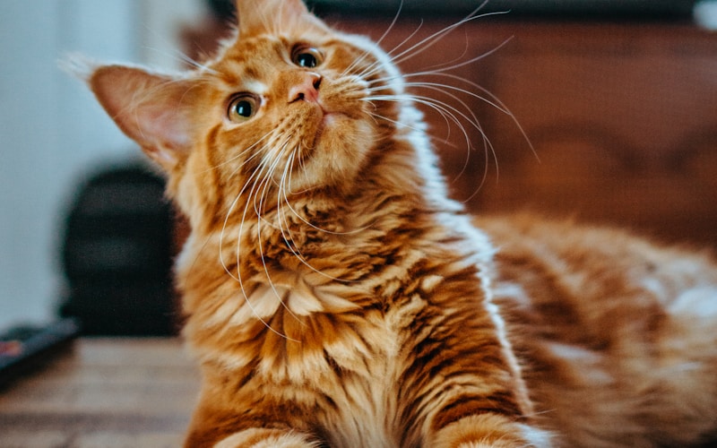 Grooming Your Long-Haired Cat at Home