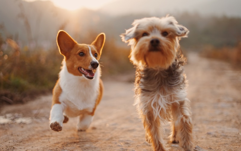 How to Choose the Right Dog Breed for Your Family