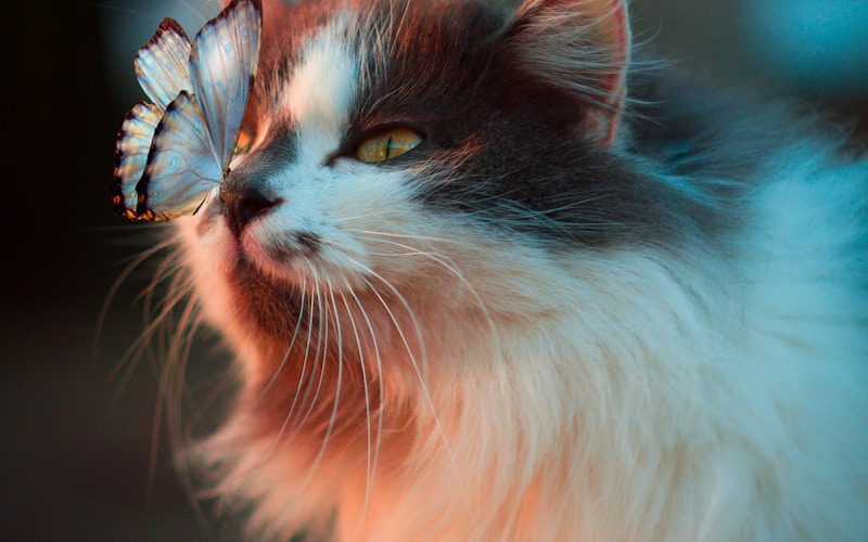 Kitten Care 101: Everything You Need to Know