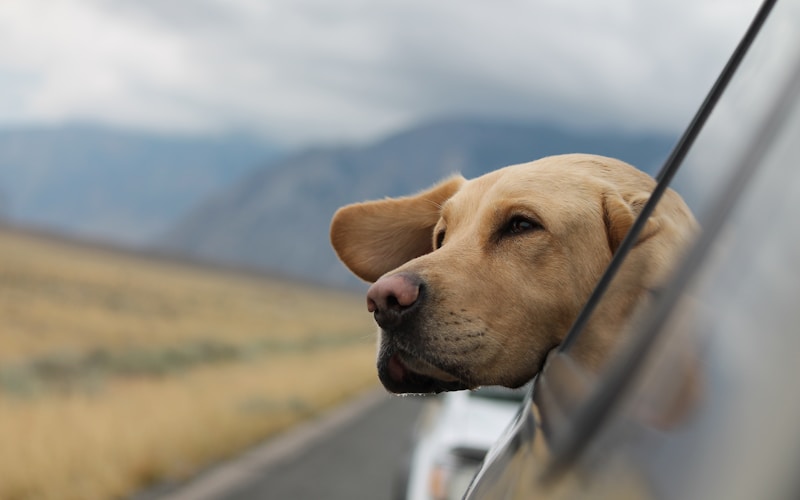 Snake Safety for Pet Owners During the South African Summer