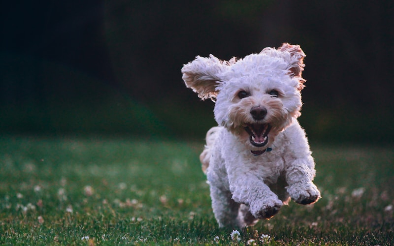 Socialising Your Dog: A Step-by-Step Guide