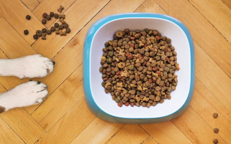 South African Pet Food Brands: A Comprehensive Review
