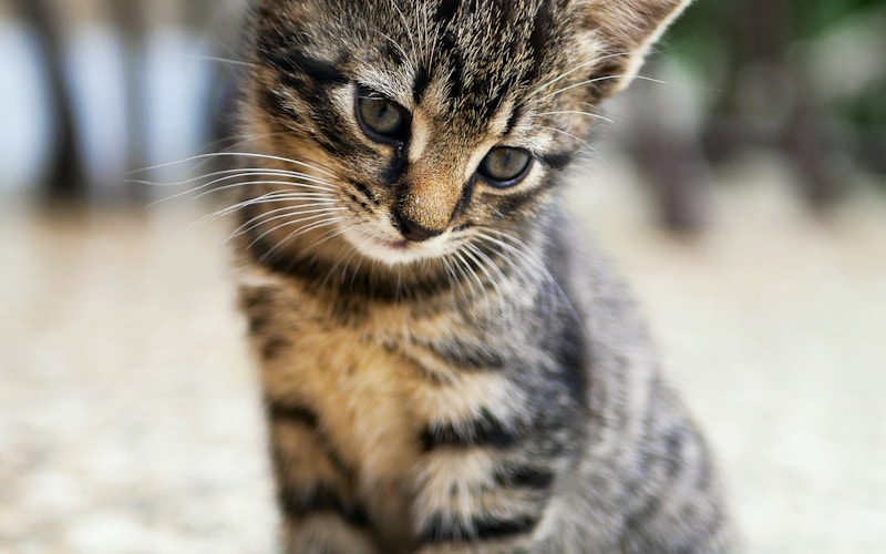 The Best Pets for Apartment Living in South African Cities
