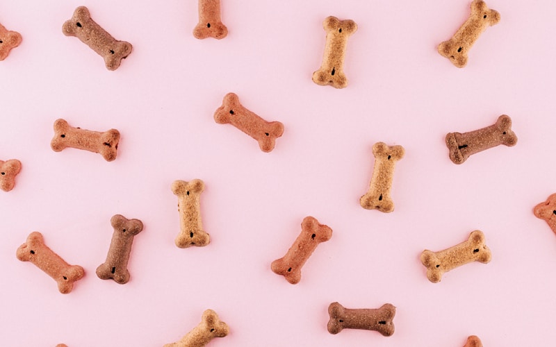 The Complete Guide to Raw Feeding for Dogs