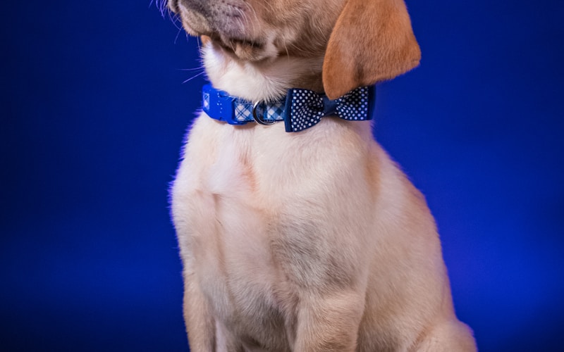 Training Your Puppy: Positive Reinforcement Methods