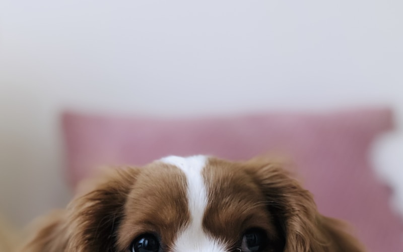Understanding South African Pet Bylaws: What Every Owner Must Know