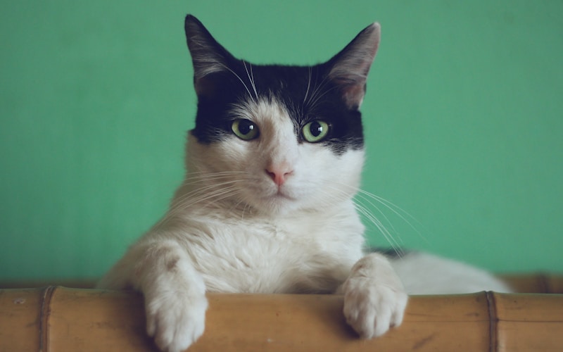 Understanding Your Cat's Body Language