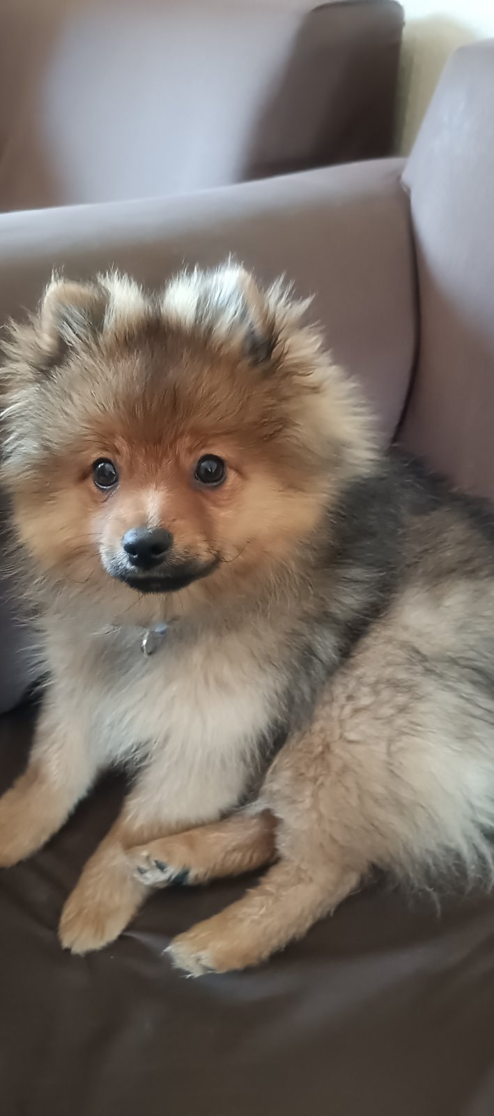 Brooze Babu