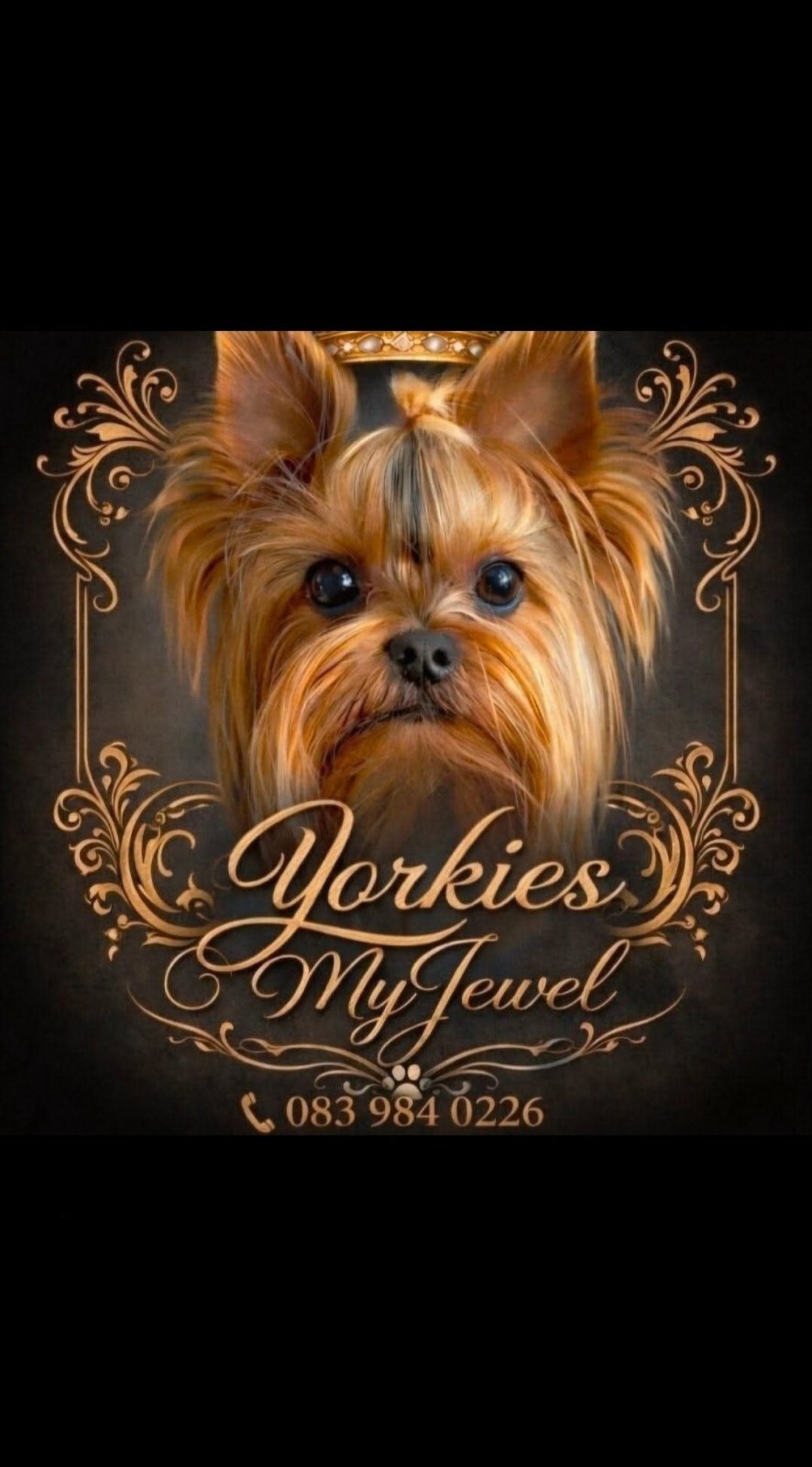 Yorkies MyJewel