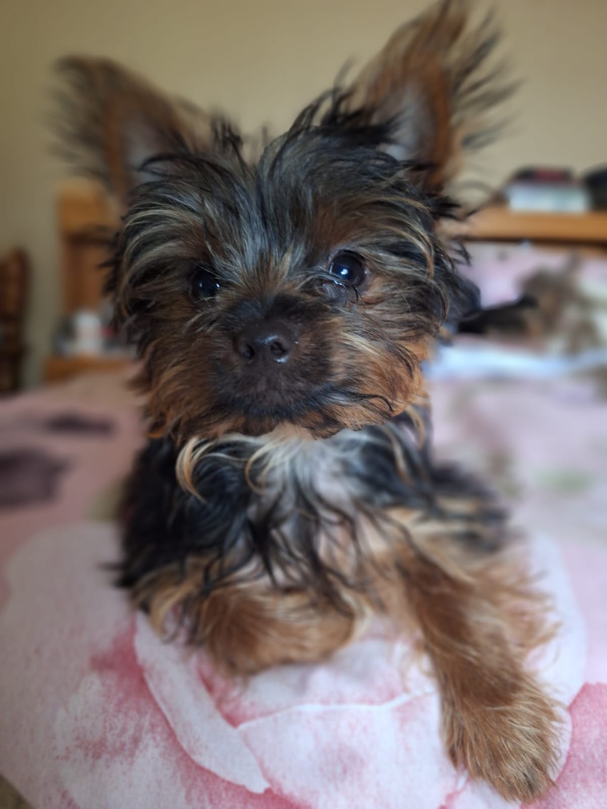 Yorkshire terrier traditional colour great human companions
