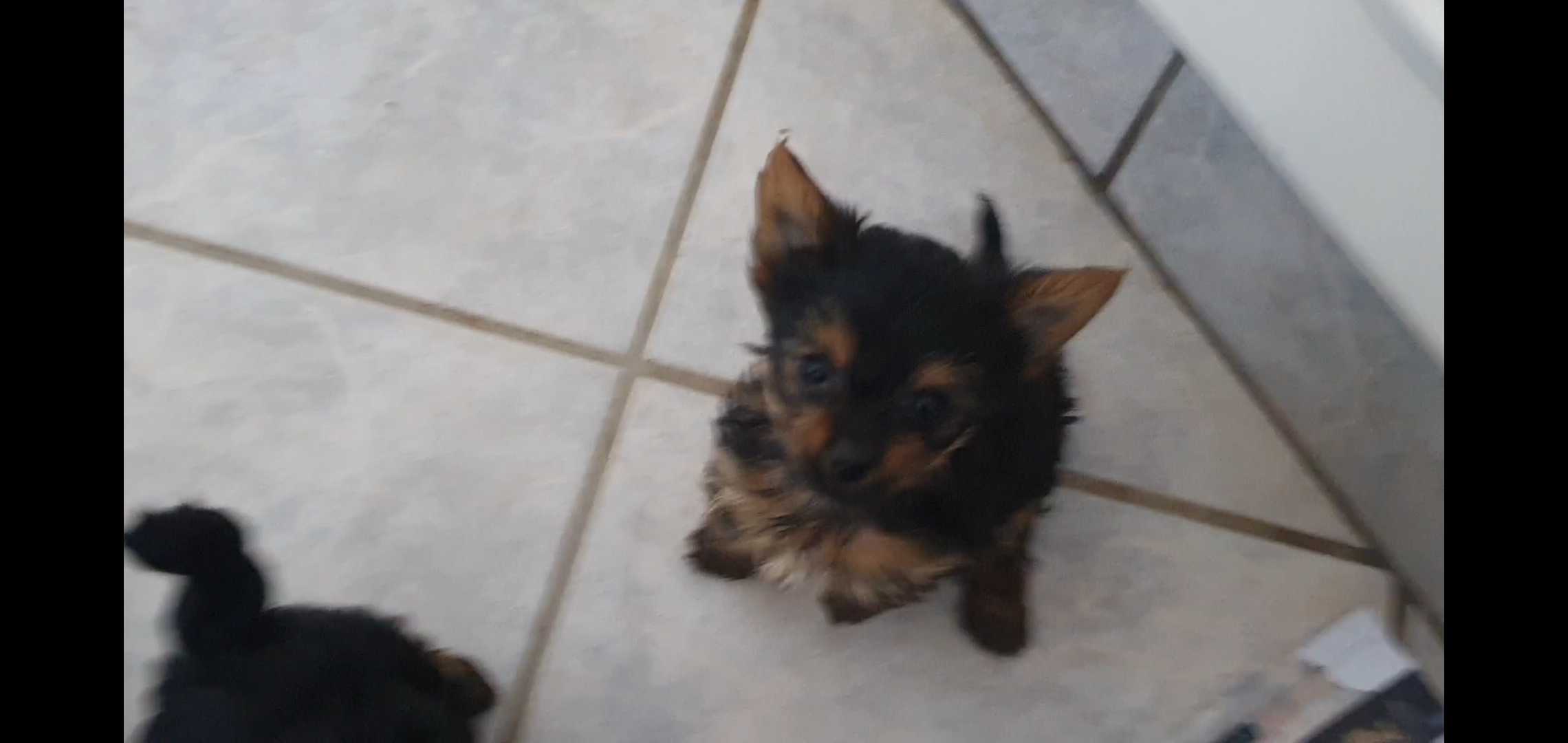 Yorkshire terrier traditional colour great human companions