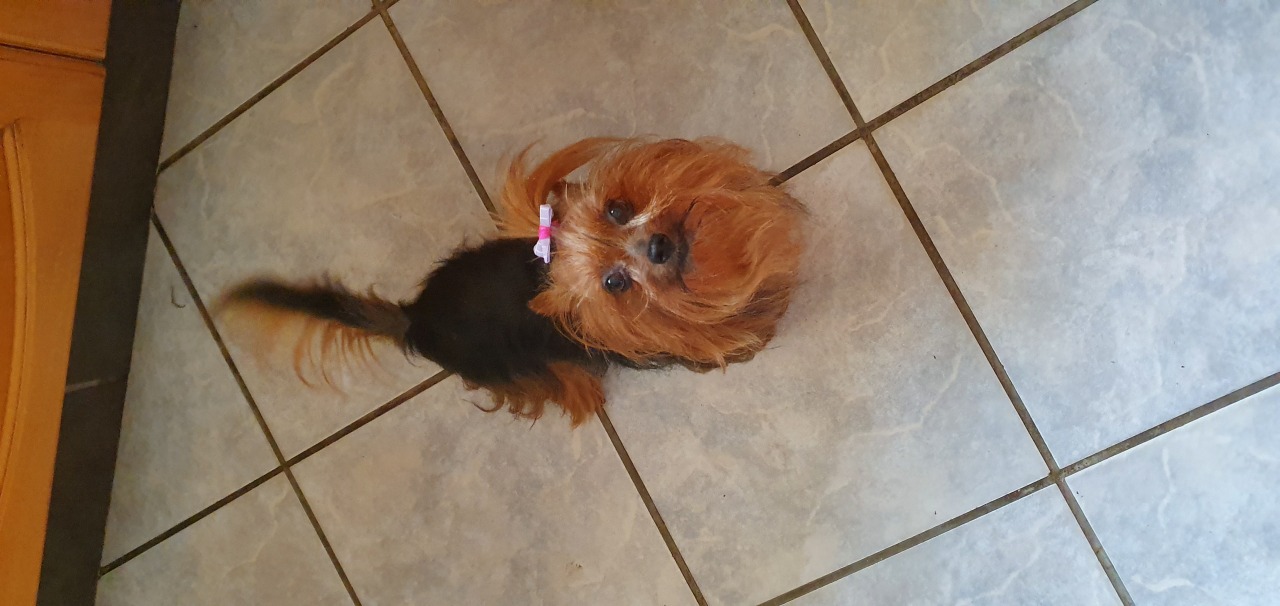 Yorkshire terrier traditional colour great human companions
