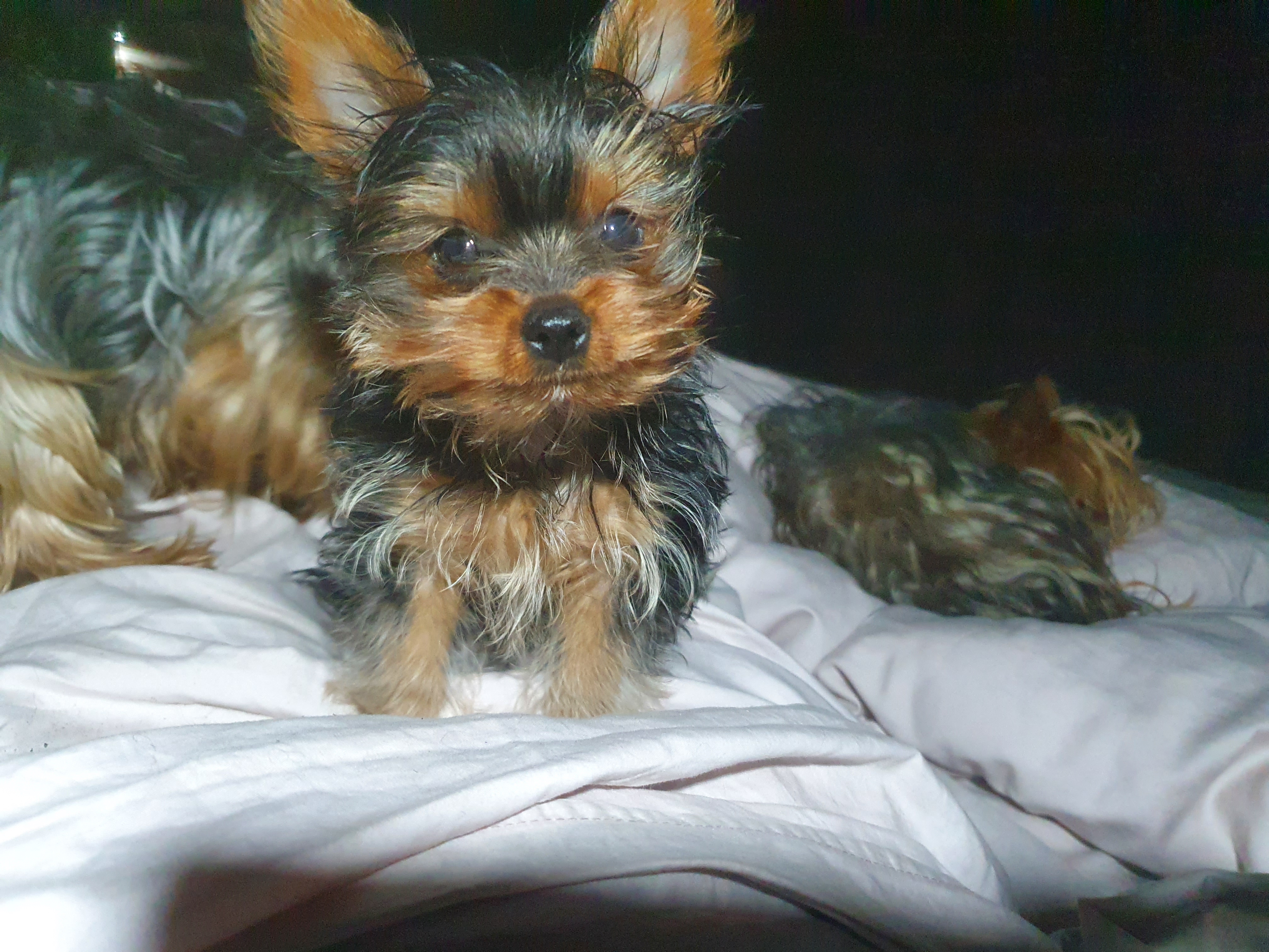 Yorkshire terrier traditional colour great human companions