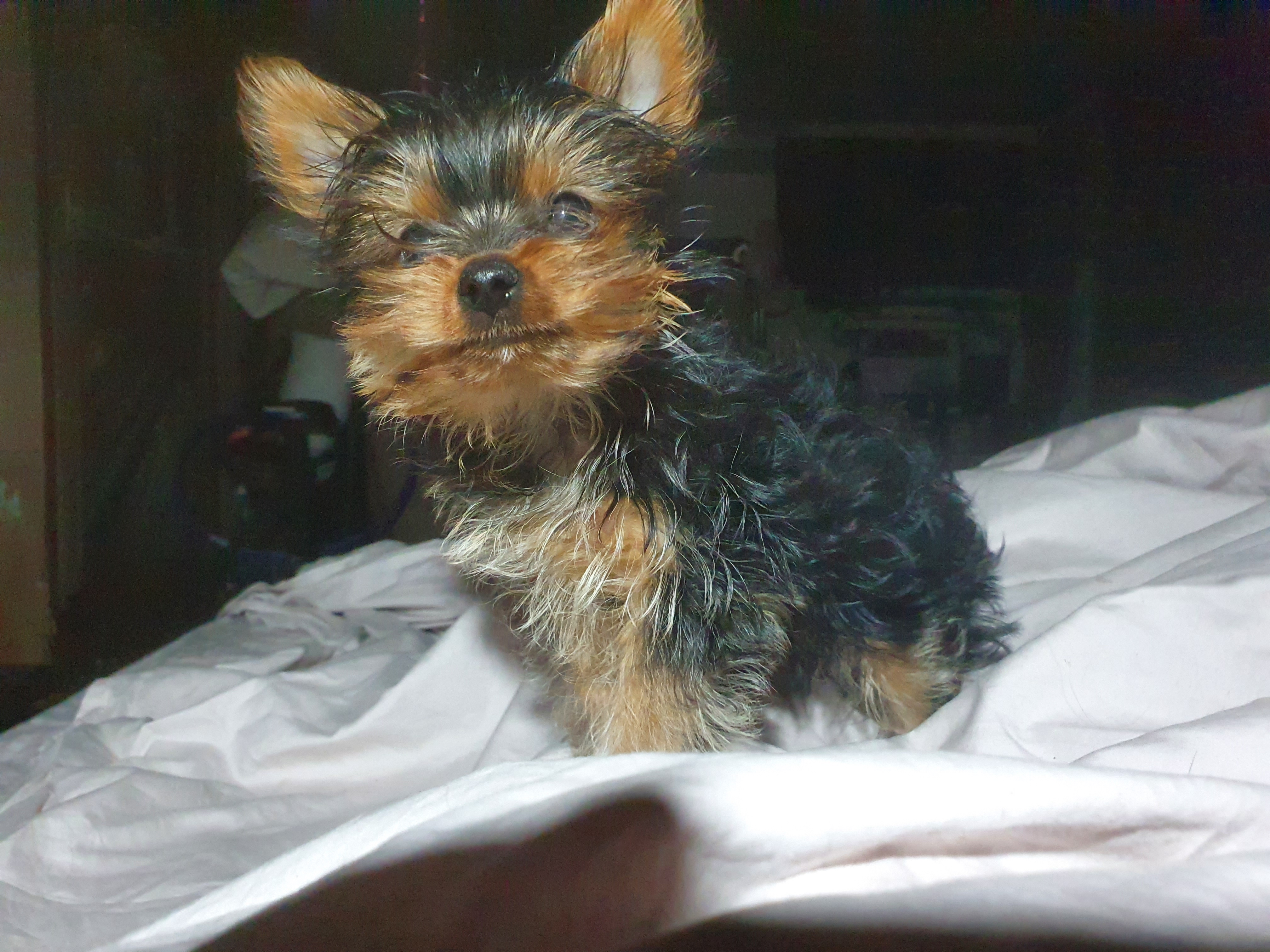 Yorkshire terrier traditional colour great human companions