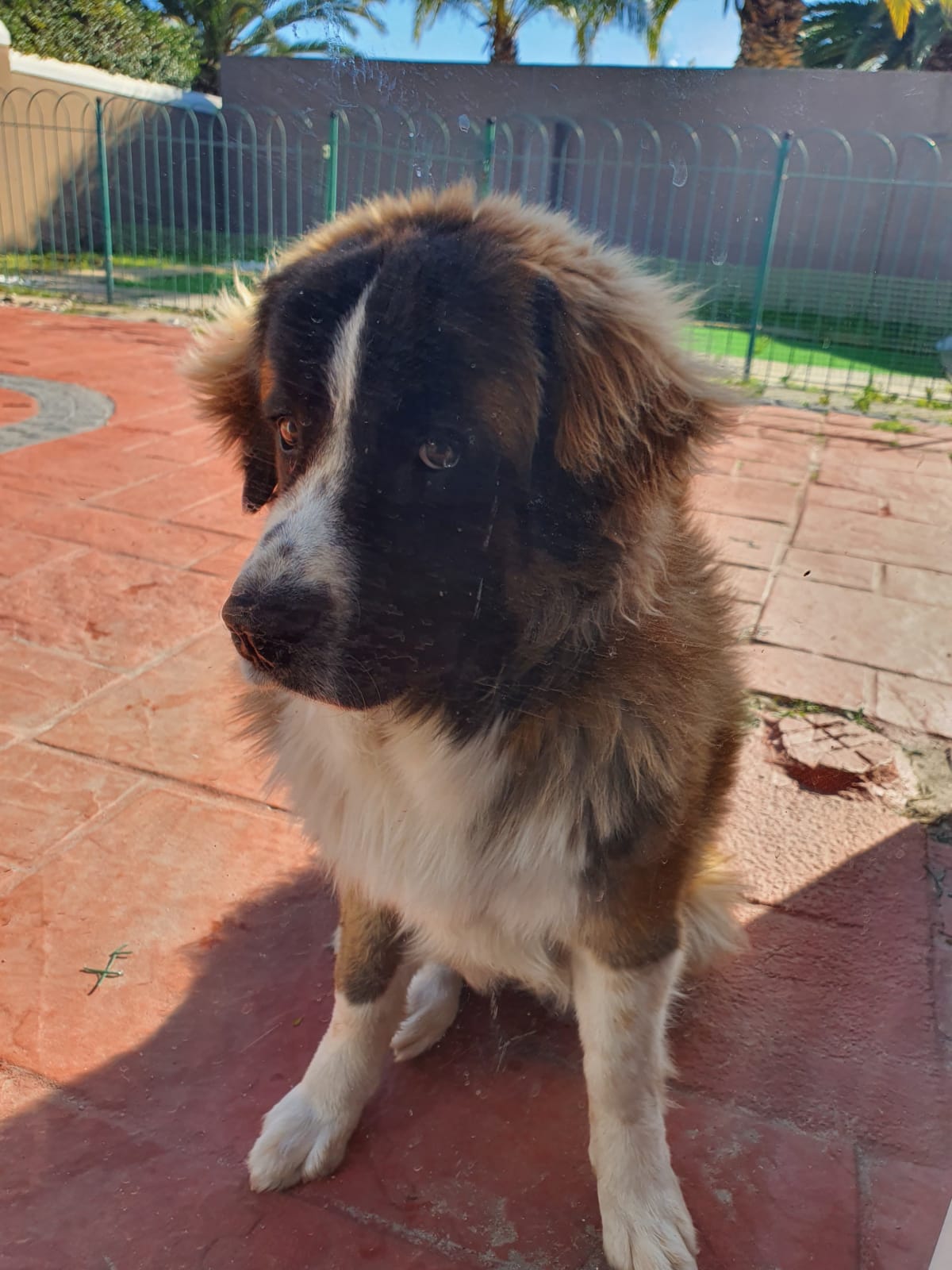 Bear