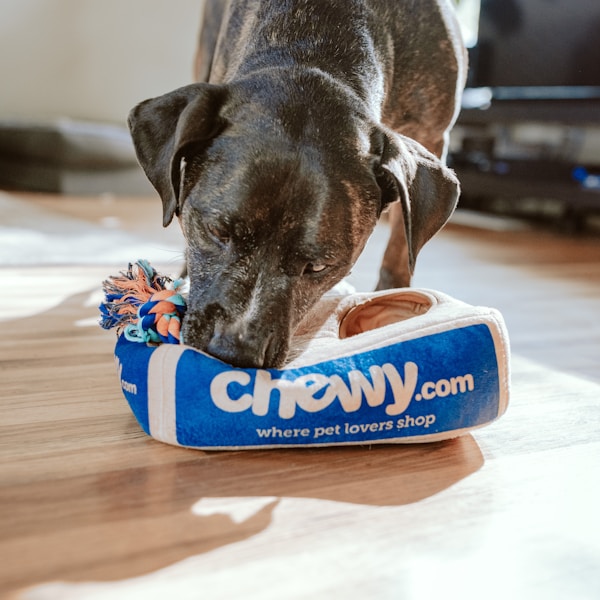 Africanis - Loyal SA Street Dog Rehoming