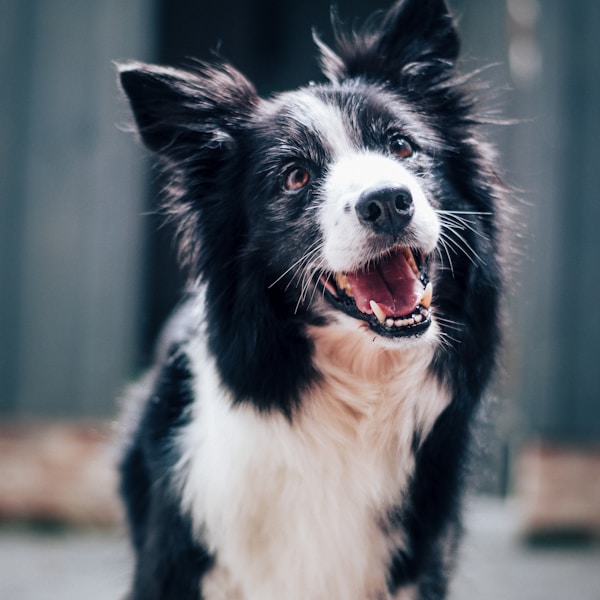Border Collie Puppies - Farm Bred