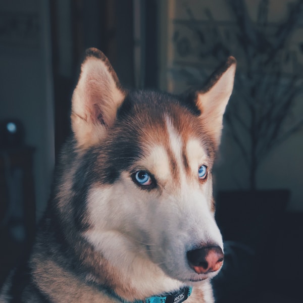 German Shepherd Mix - Adoption