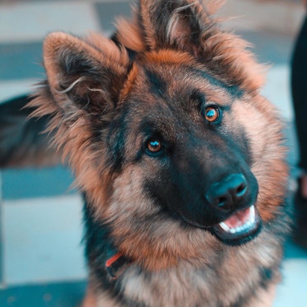 German Shepherd Puppies - Working Line