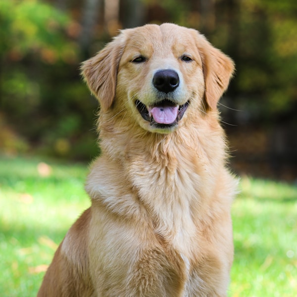 Golden Retriever - Adult Female Rehoming
