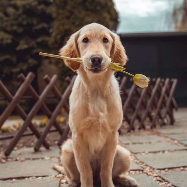 Golden Retriever Puppies - KUSA Registered