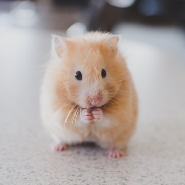 Hamsters - Dwarf & Syrian
