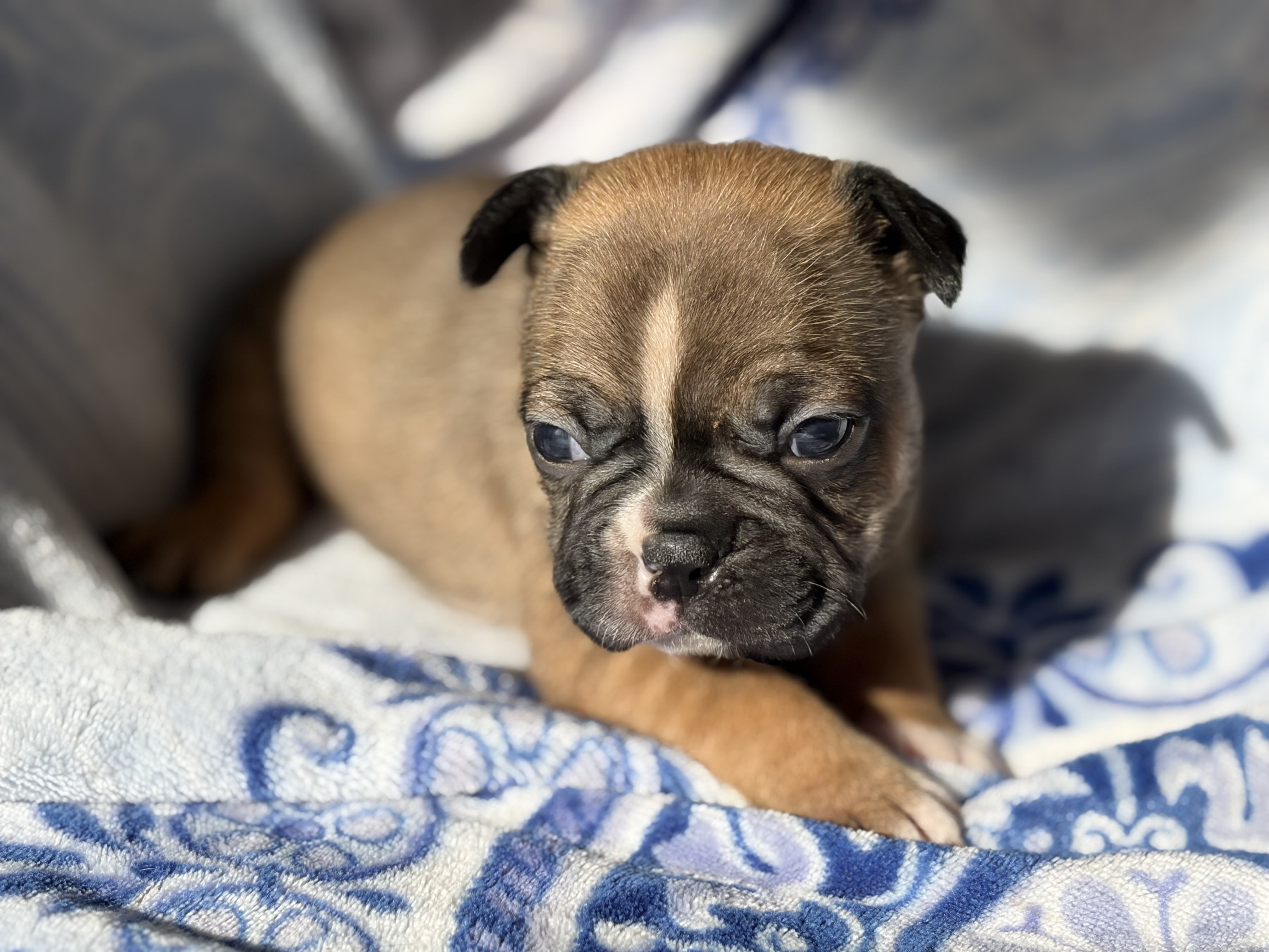 Fabulous Frenchtons