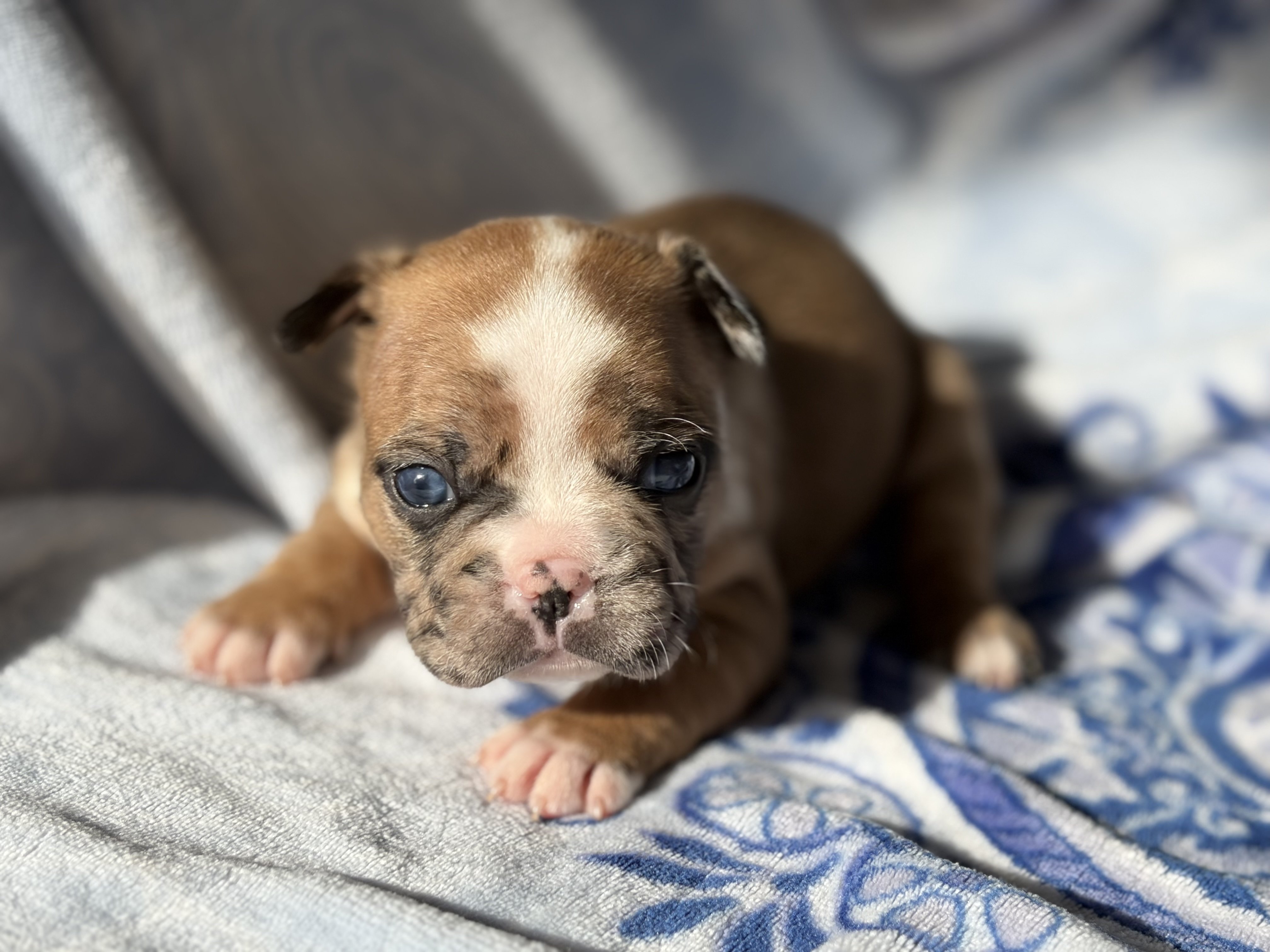 Fabulous Frenchtons