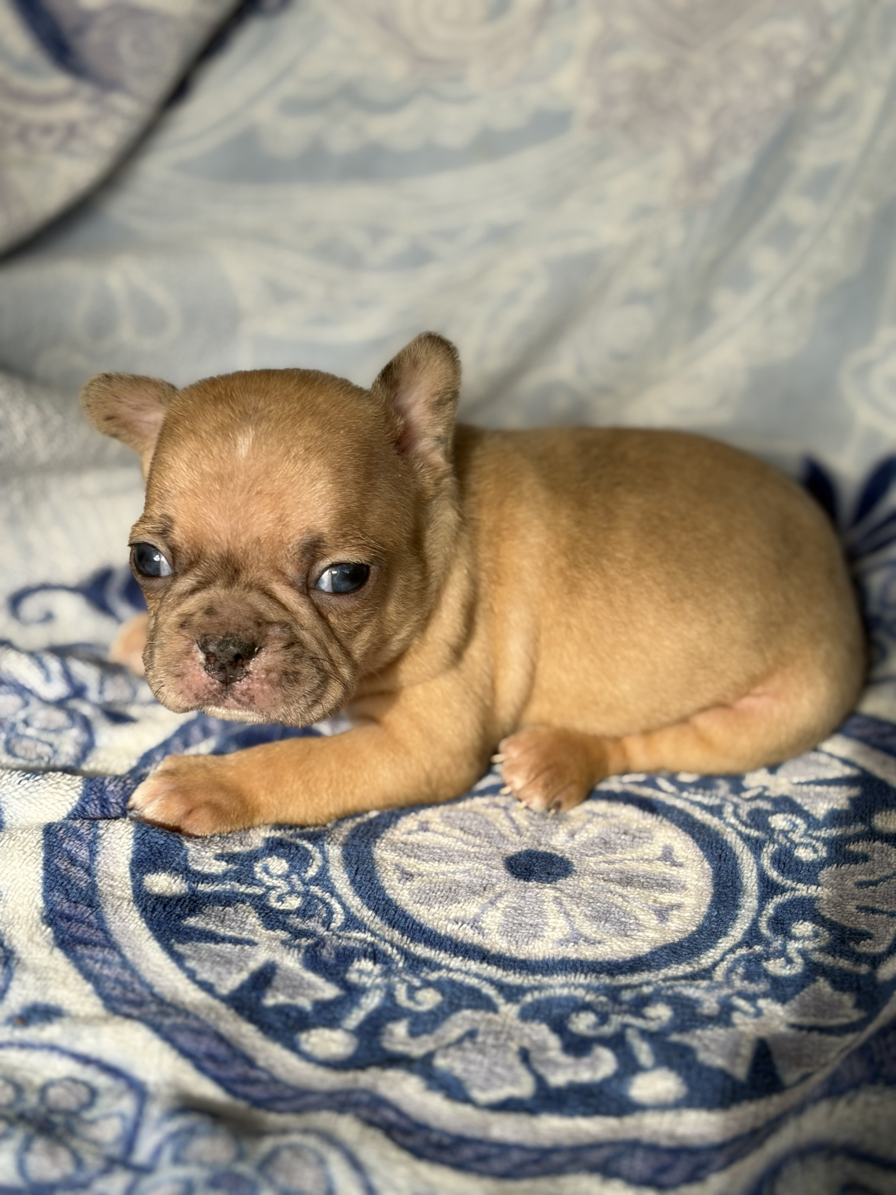 Fabulous Frenchtons