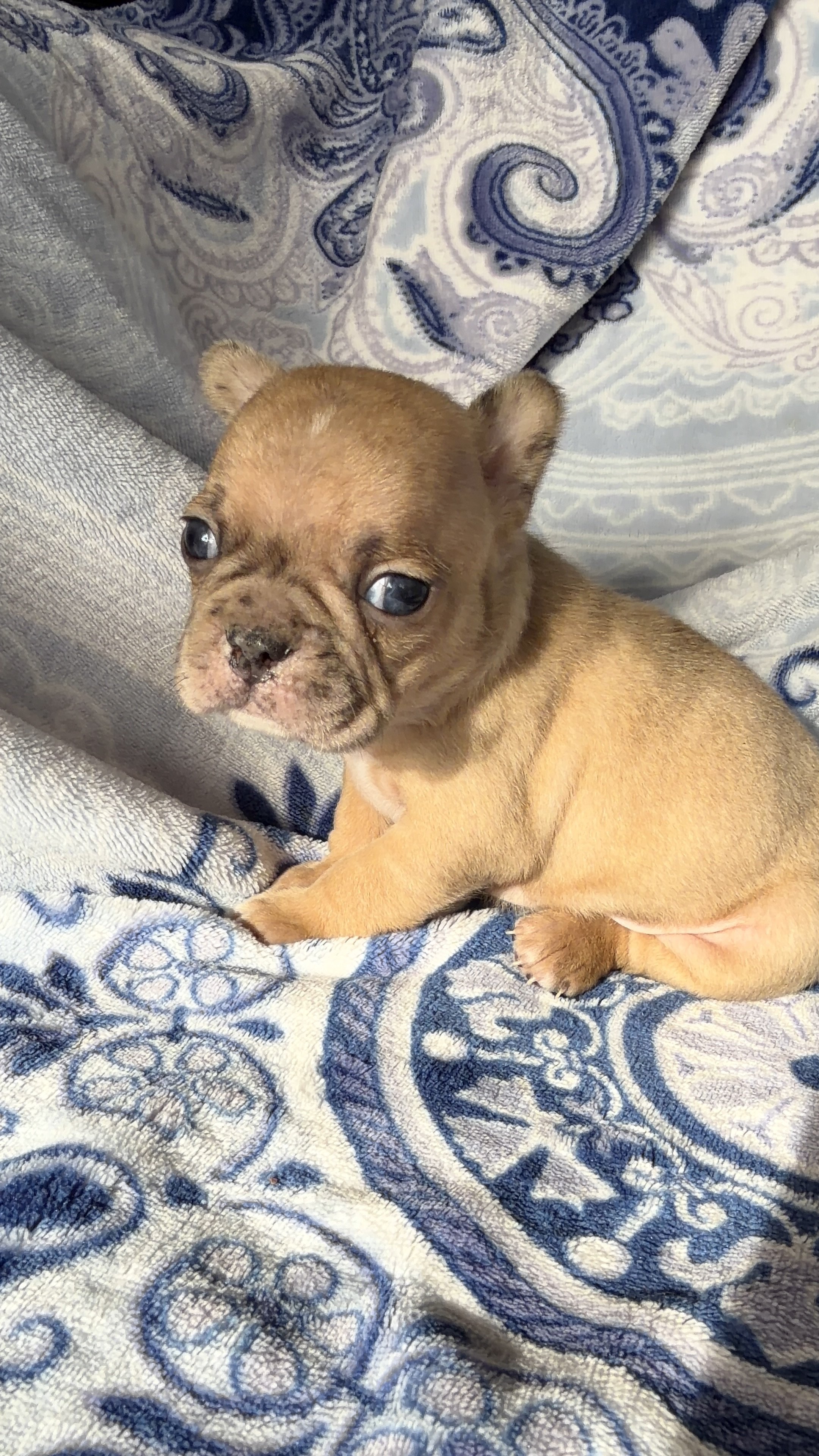 Fabulous Frenchtons