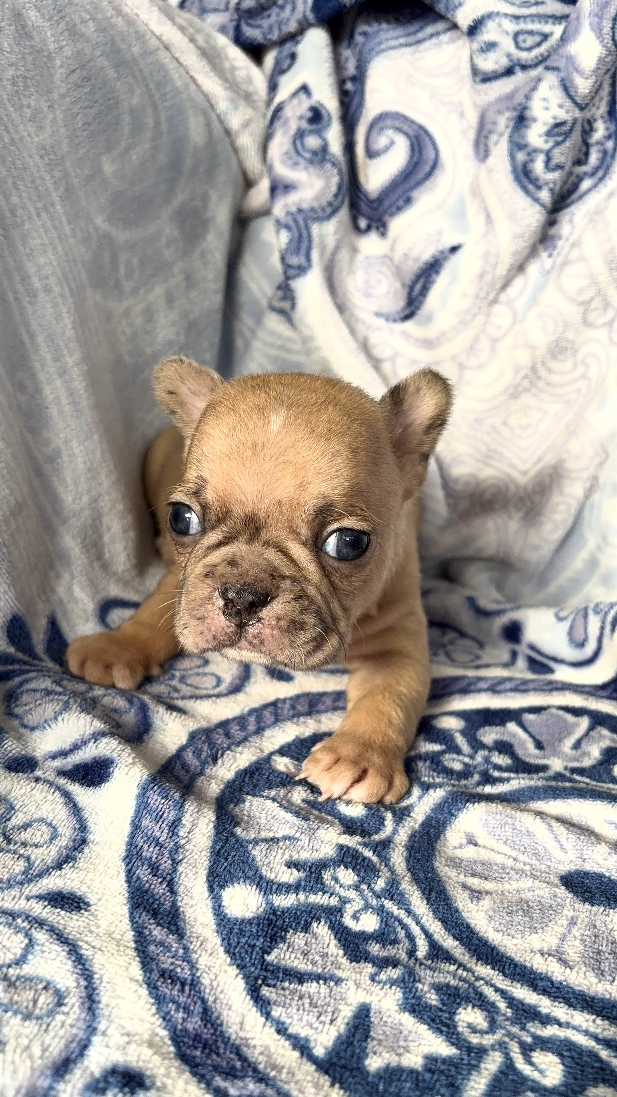 Fabulous Frenchtons