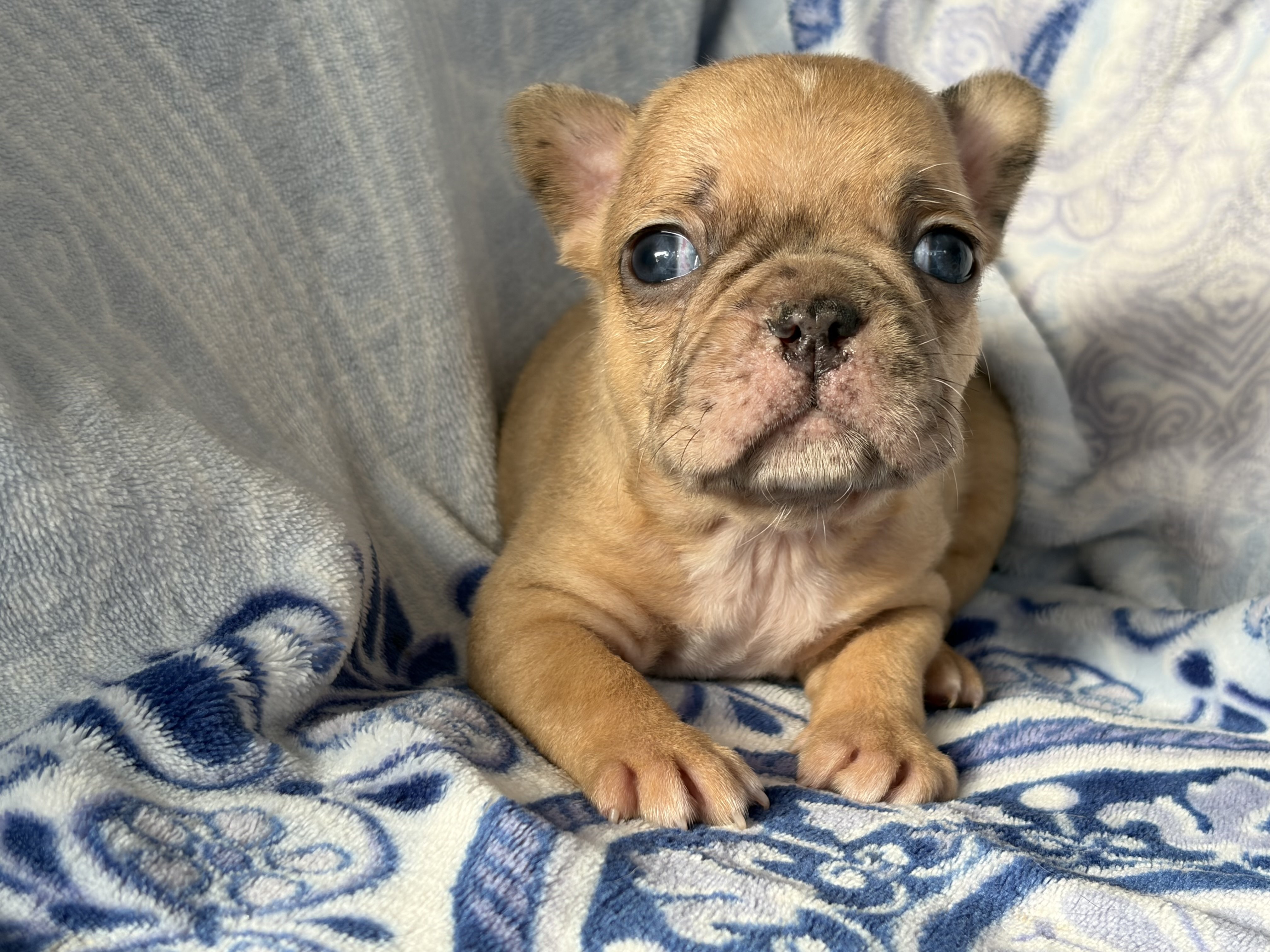 Fabulous Frenchtons