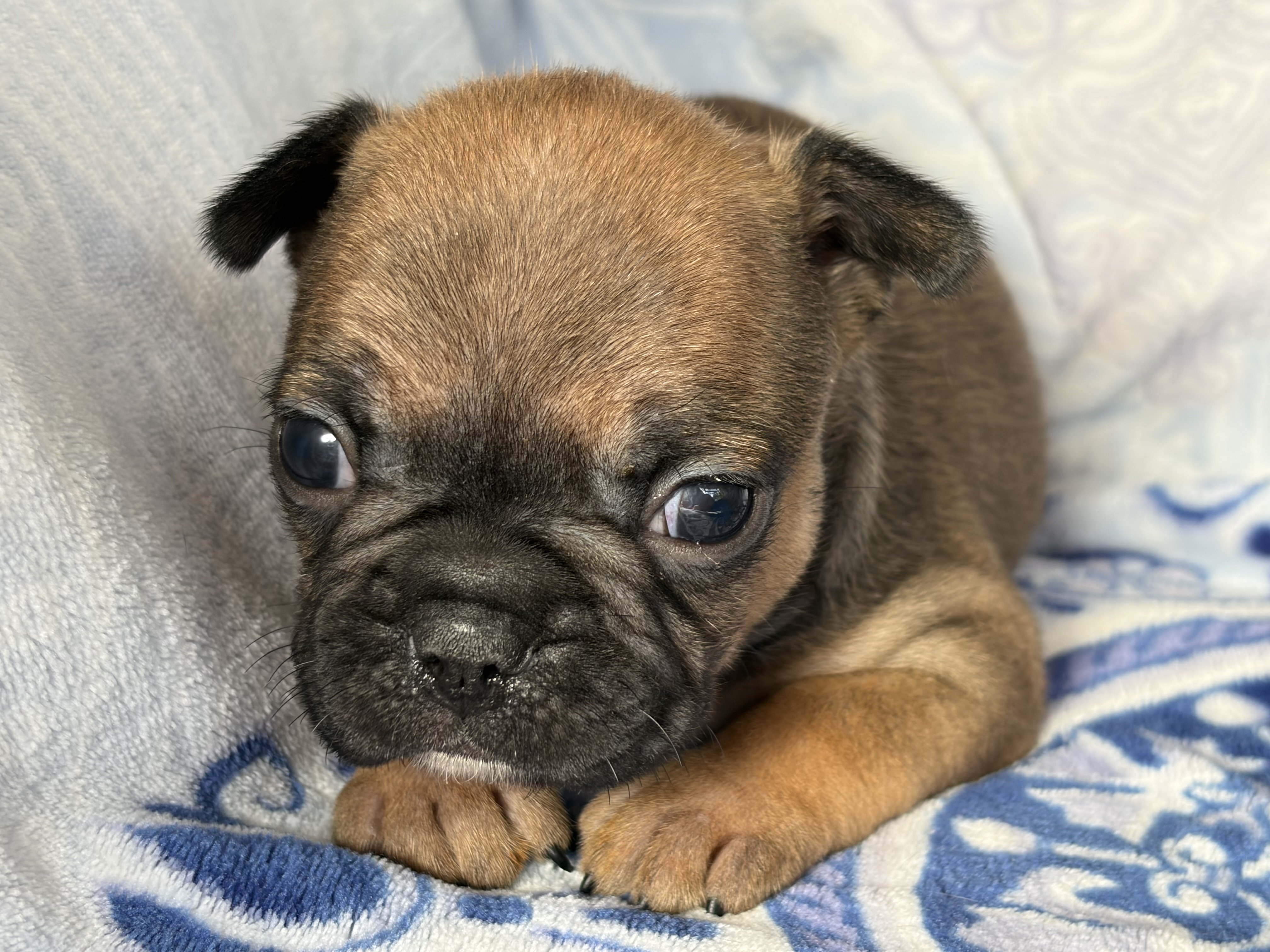 Fabulous Frenchtons
