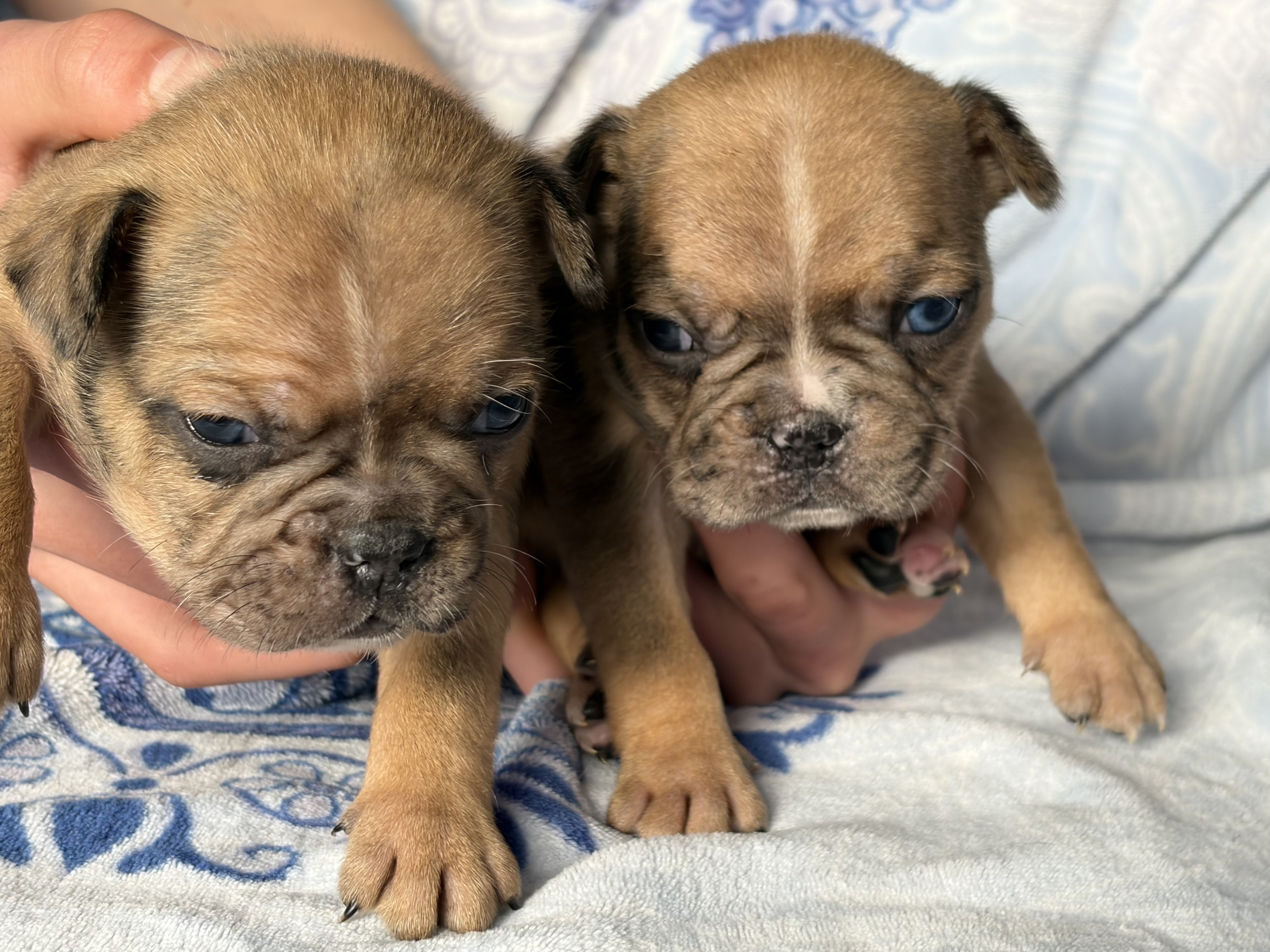 Fabulous Frenchtons
