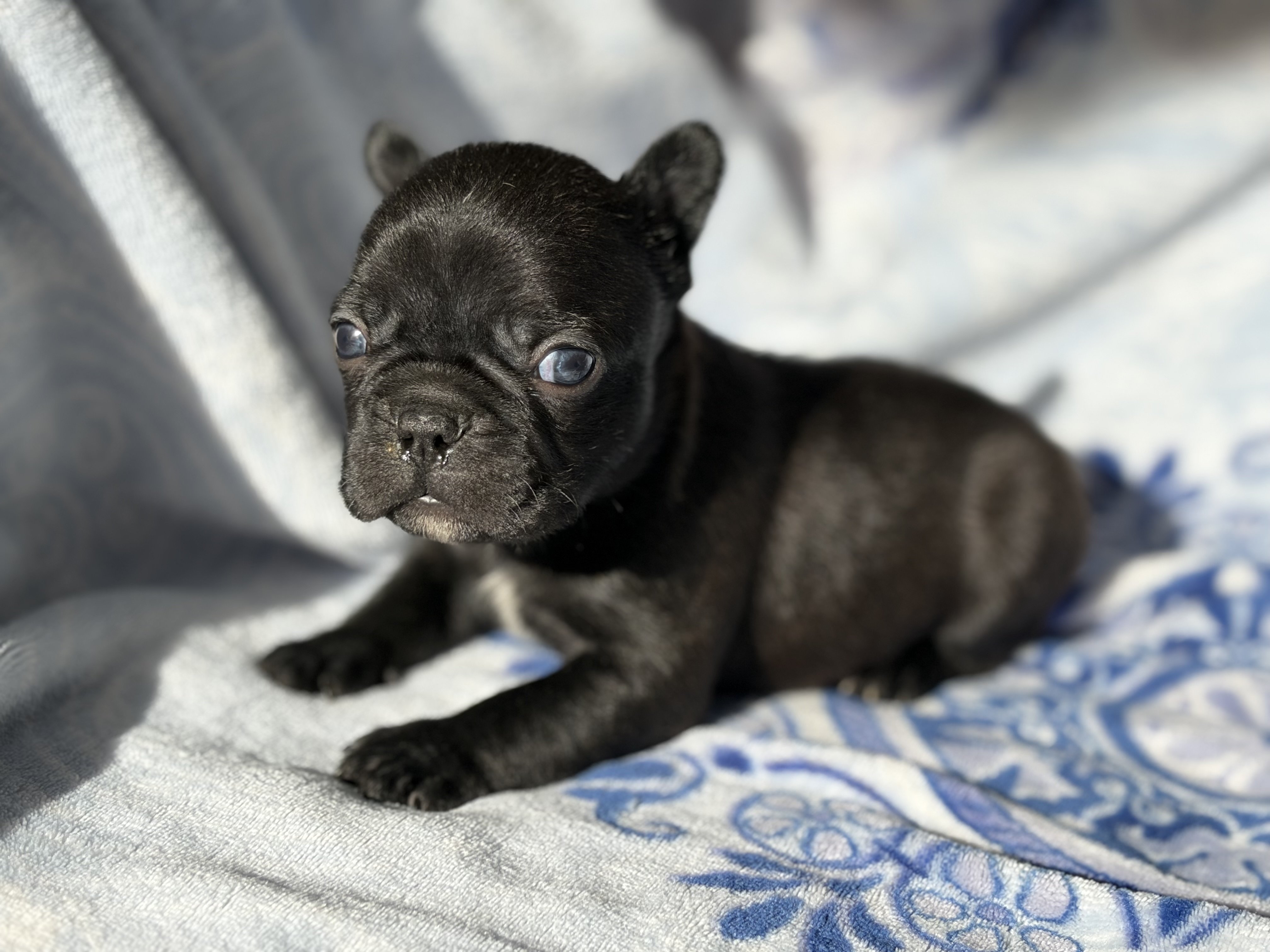 Fabulous Frenchtons