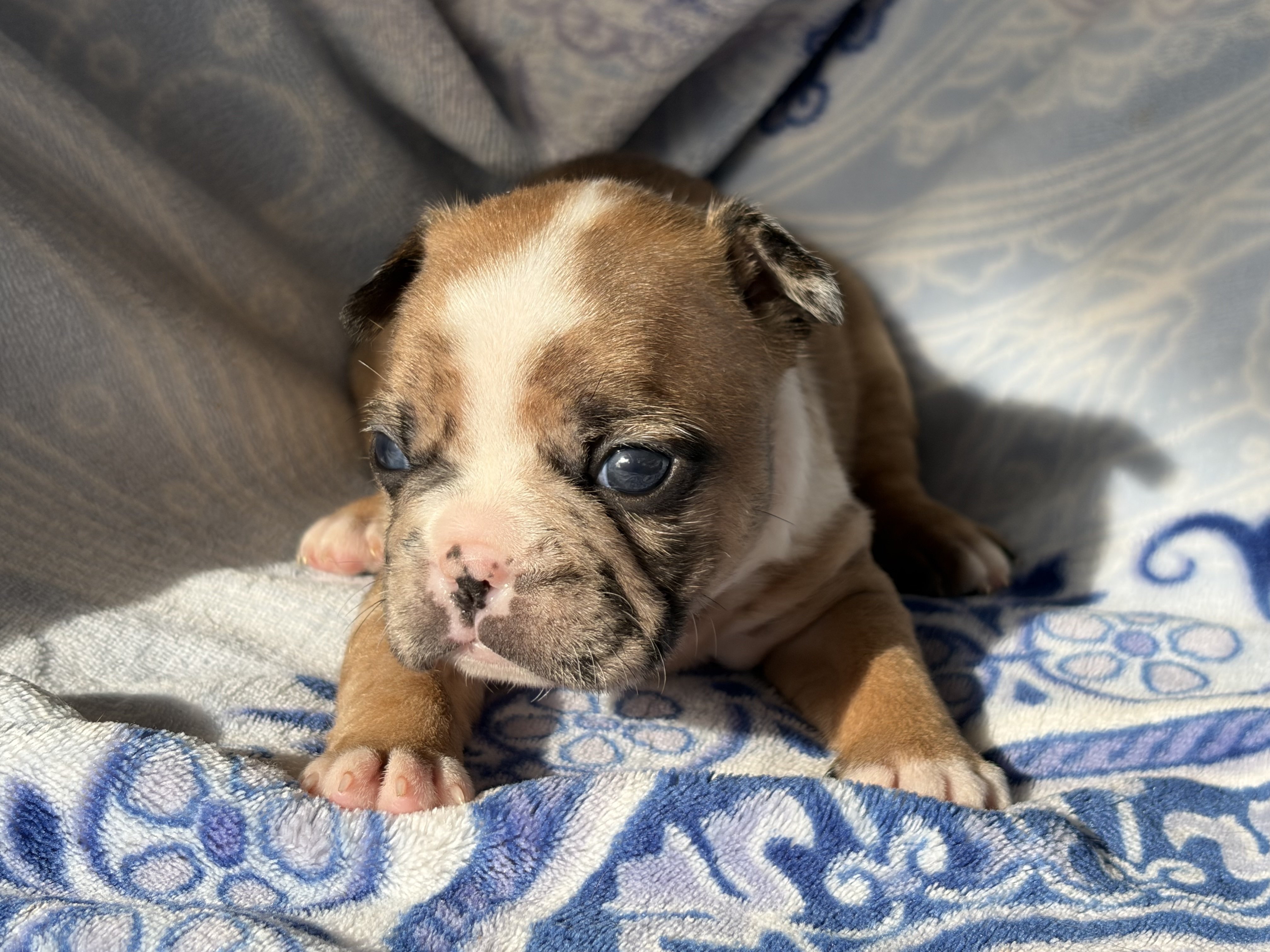 Fabulous Frenchtons