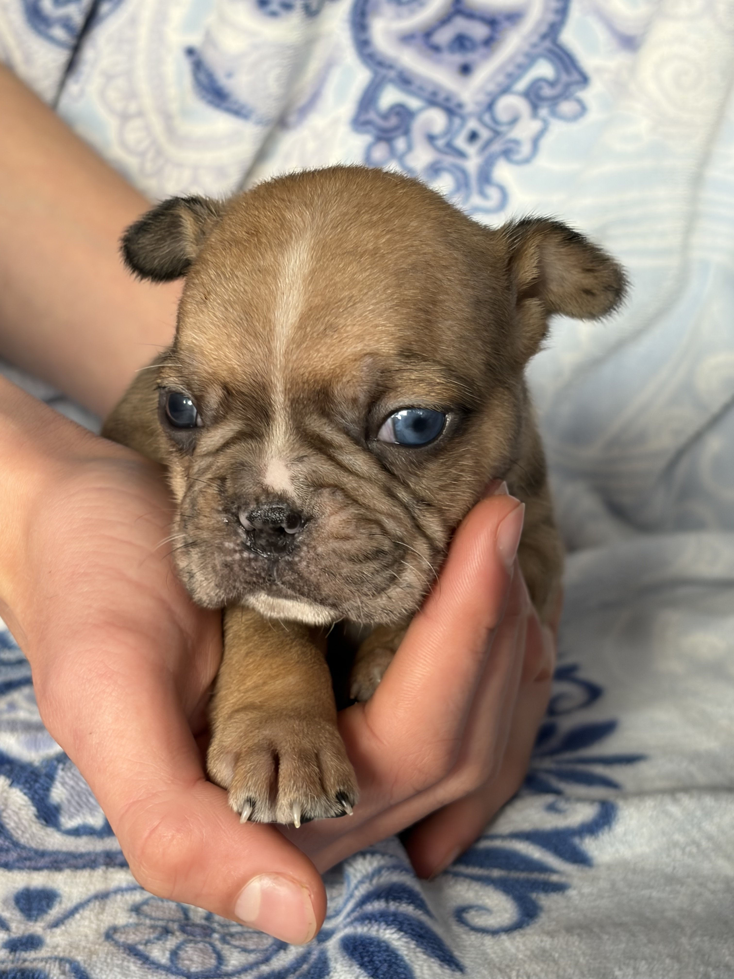 Fabulous Frenchtons