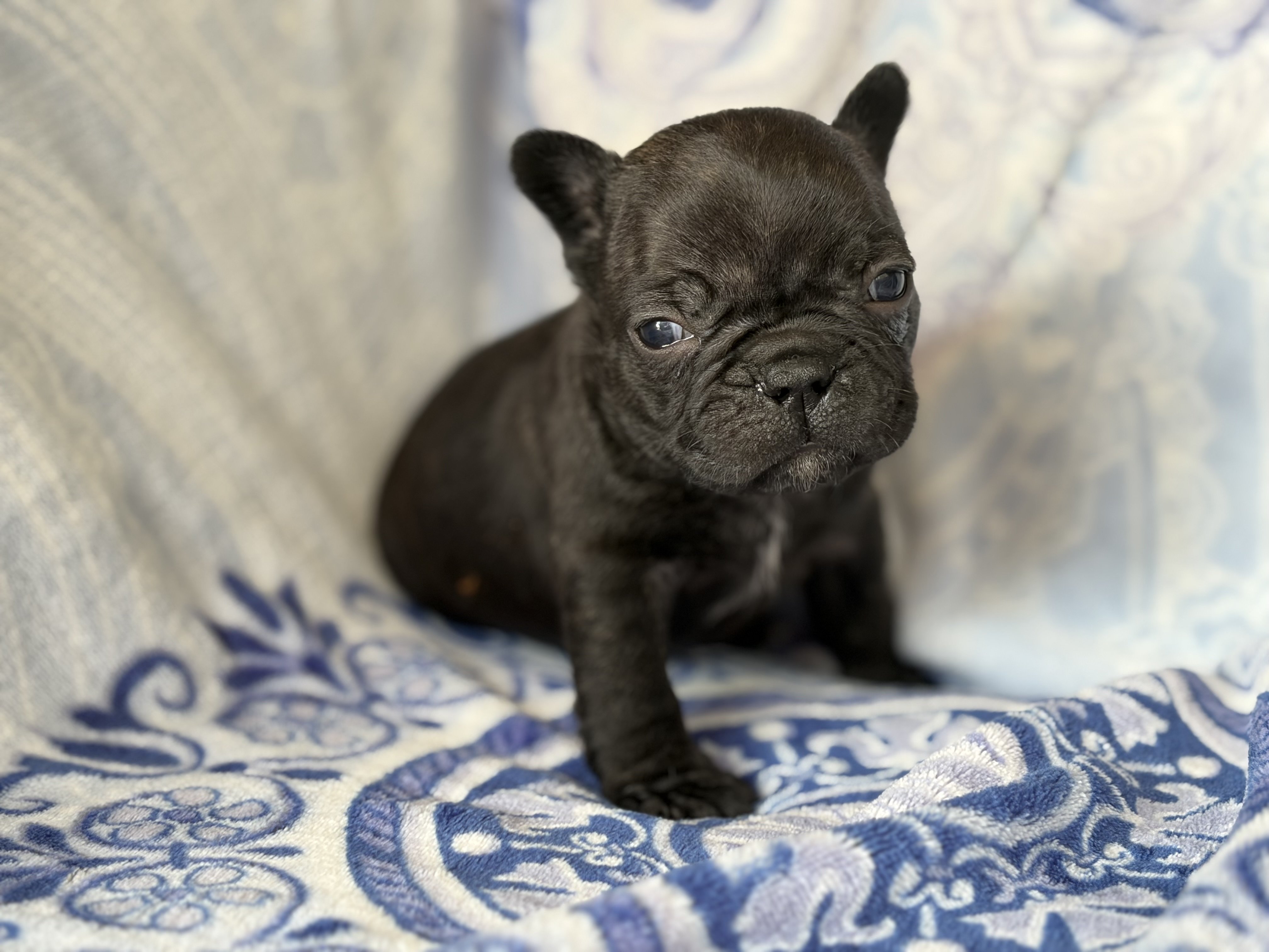 Fabulous Frenchtons
