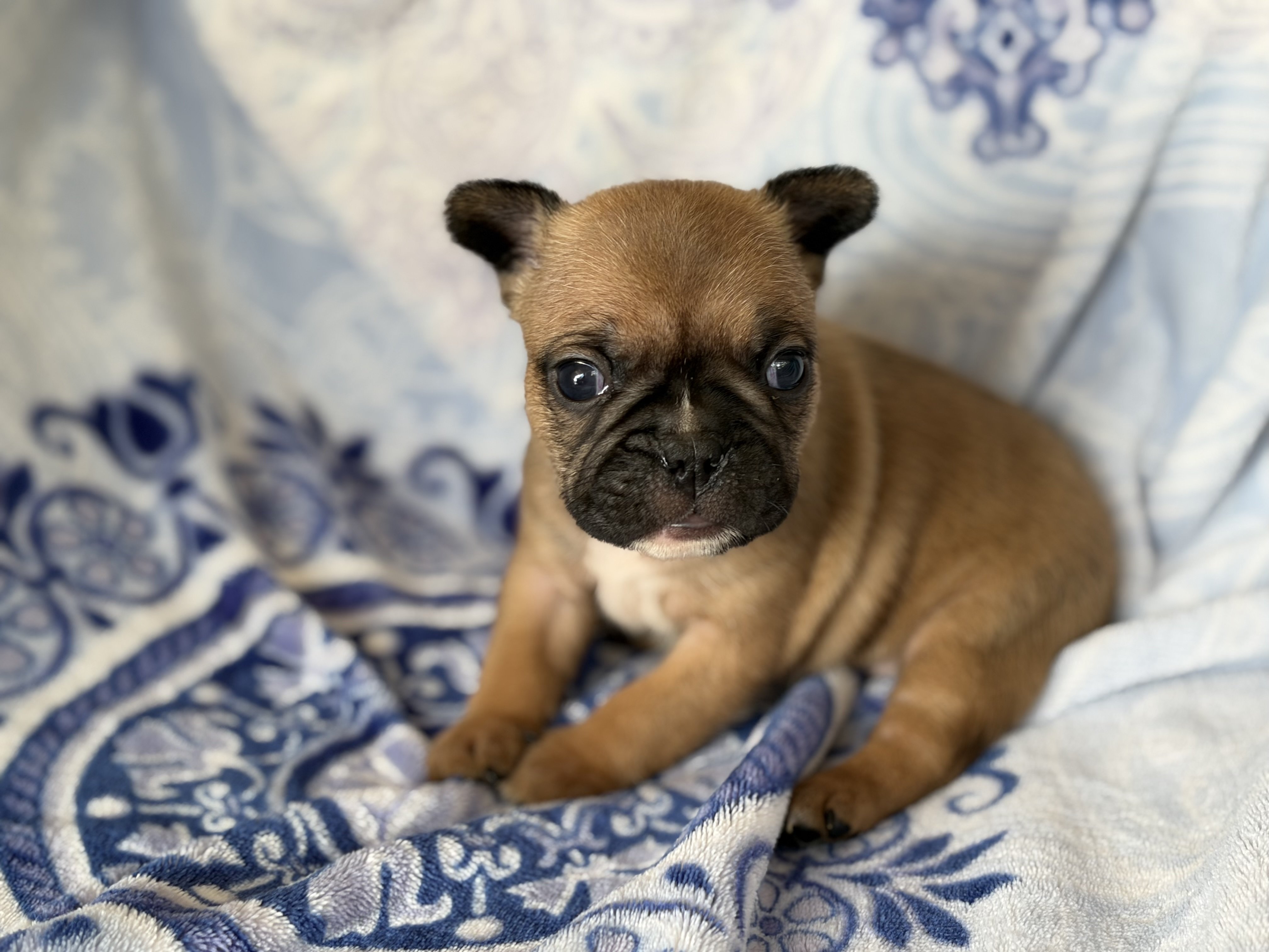 Fabulous Frenchtons