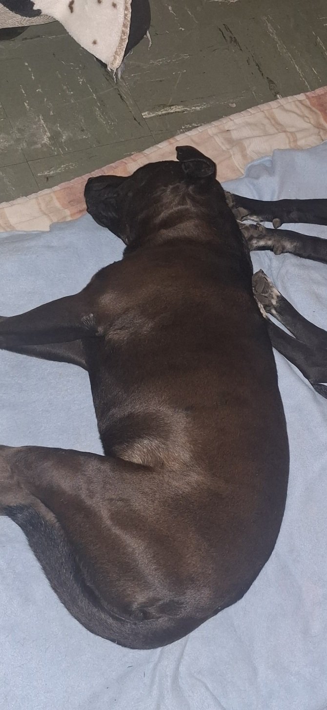 Rex