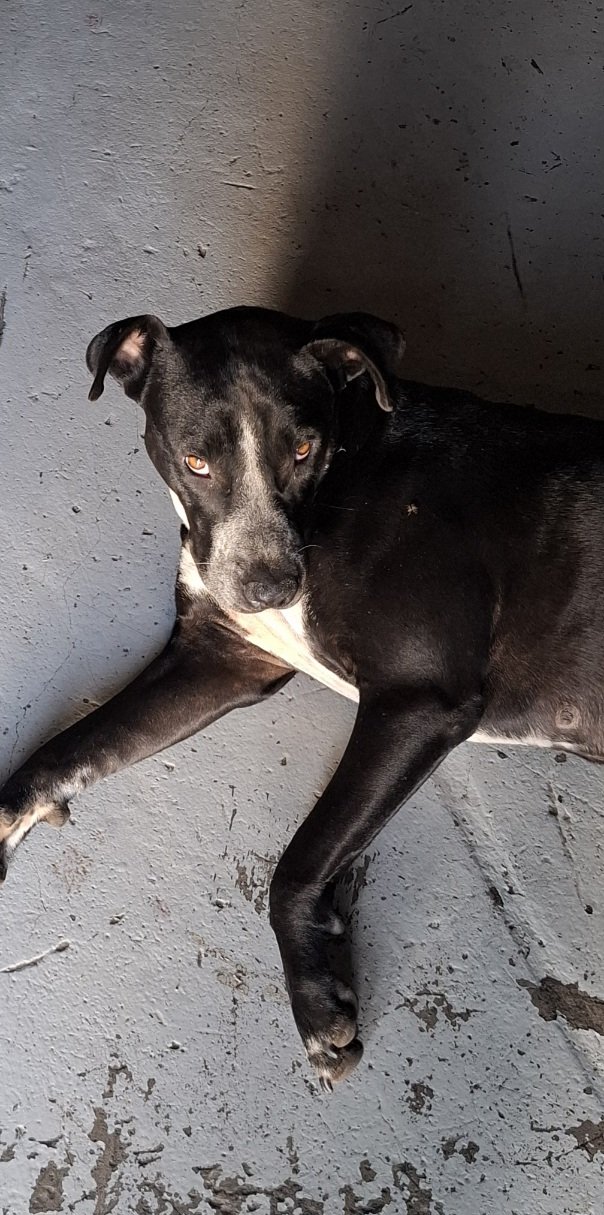 Roxy