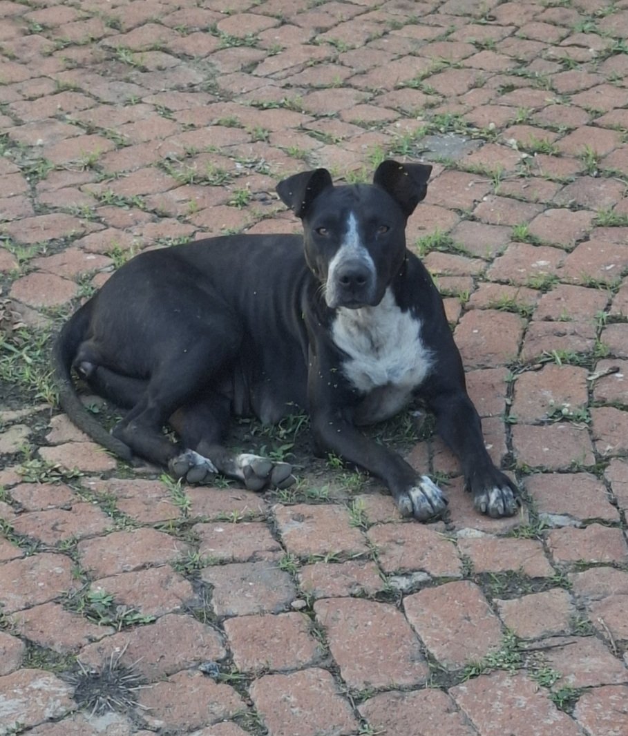 Roxy