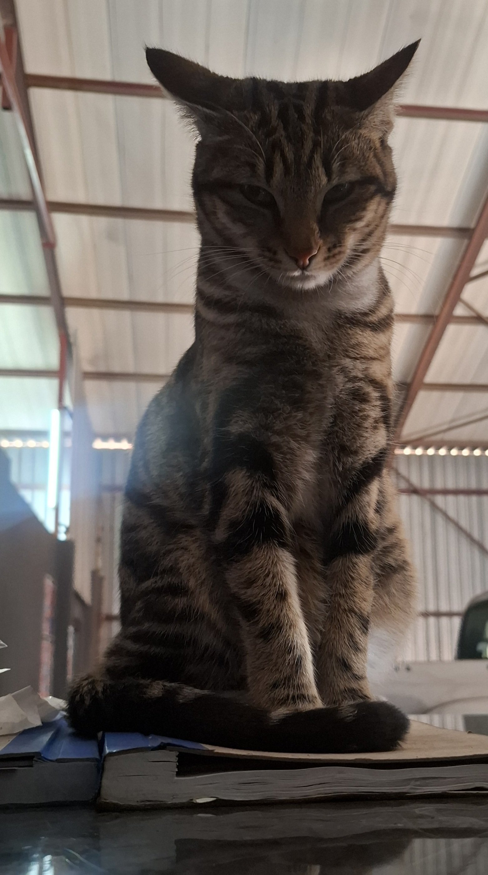 Pepsie & Cola