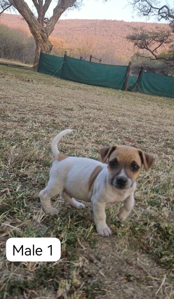 🐶 Adorable Jack Russell Terrier Puppies Looking for Loving Homes! 🐶