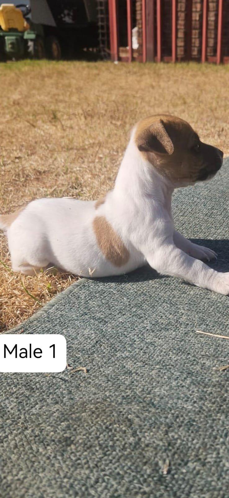 🐶 Adorable Jack Russell Terrier Puppies Looking for Loving Homes! 🐶