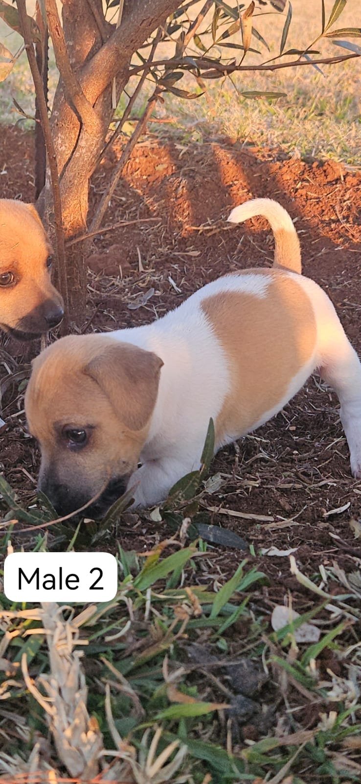 🐶 Adorable Jack Russell Terrier Puppies Looking for Loving Homes! 🐶