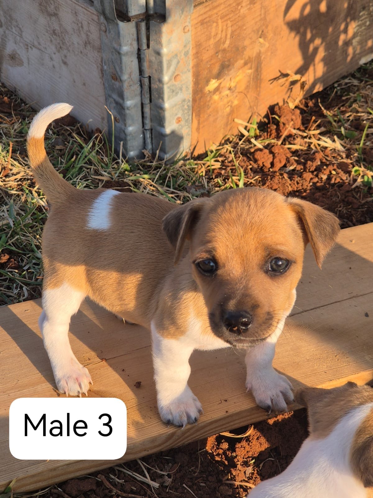 🐶 Adorable Jack Russell Terrier Puppies Looking for Loving Homes! 🐶